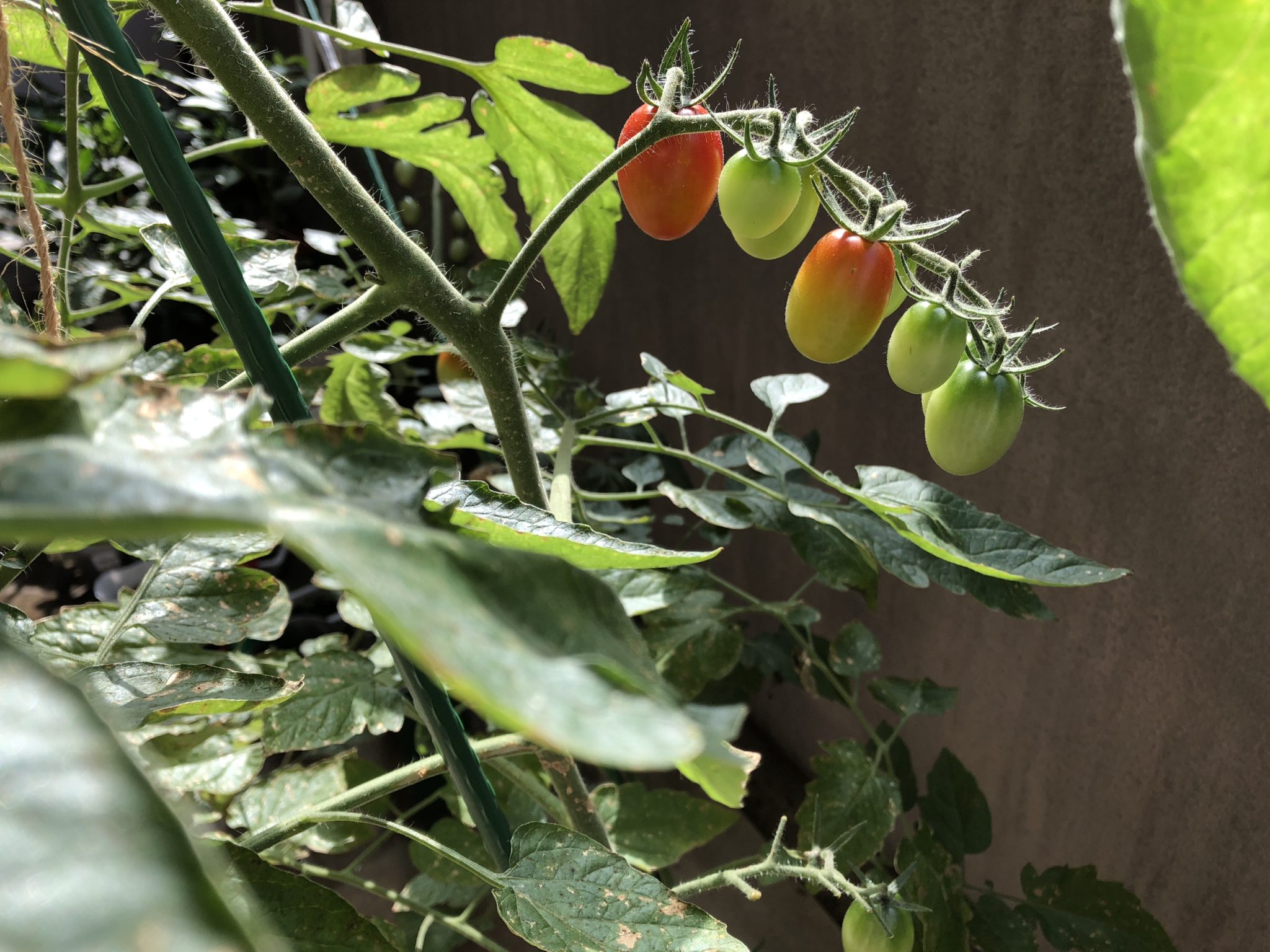 フルーツトマトの収穫