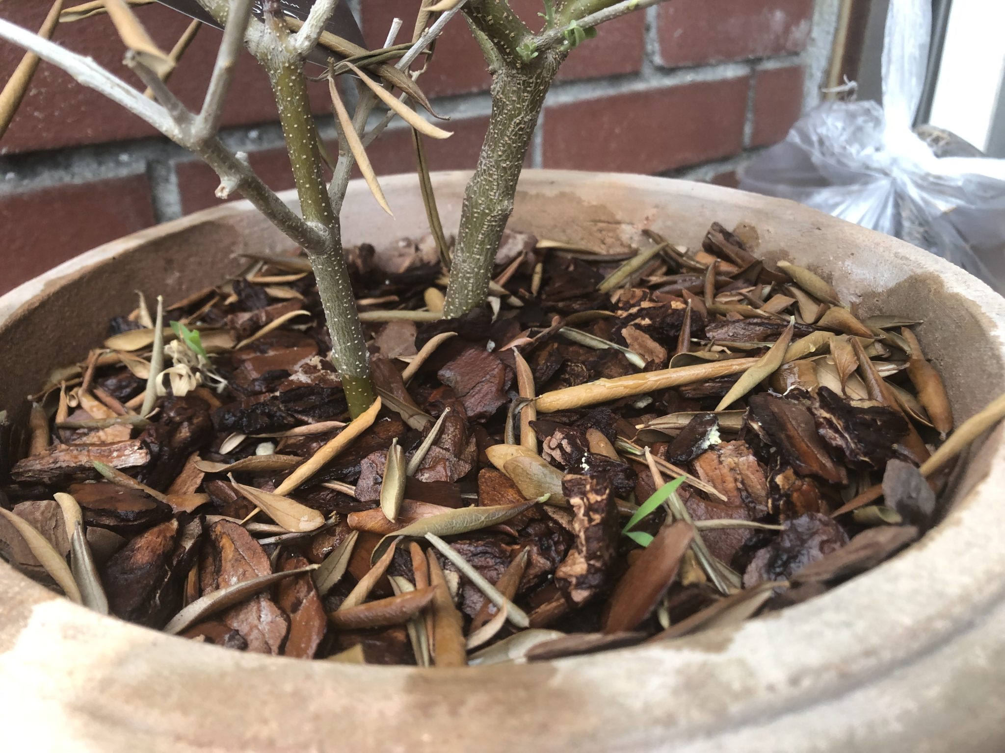 オリーブの枯れた茶色い葉っぱを復活させる方法 家庭菜園 耕作放棄地開墾ブログ ゆる子の農業生活